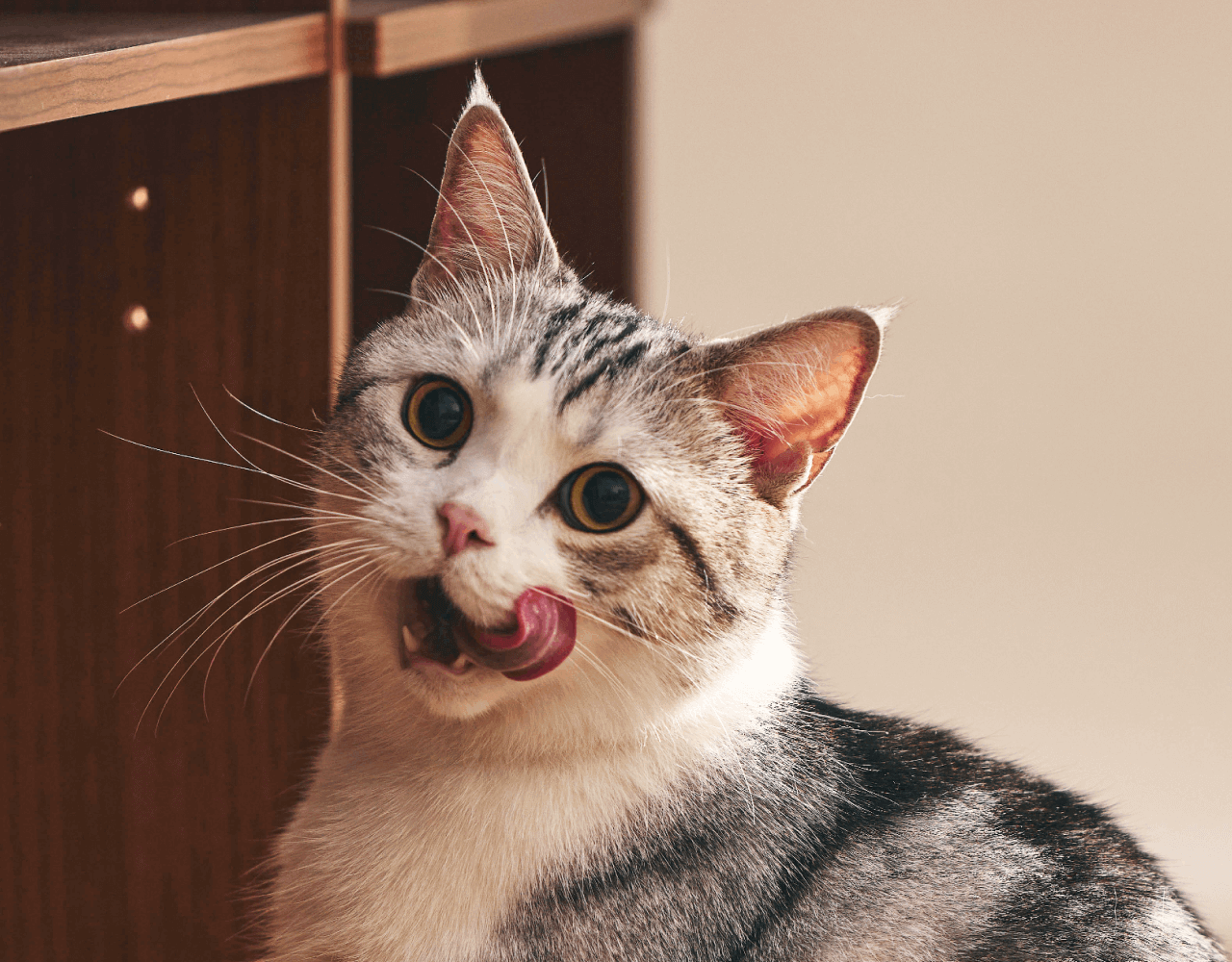 PetLibro Discount Coupon Code