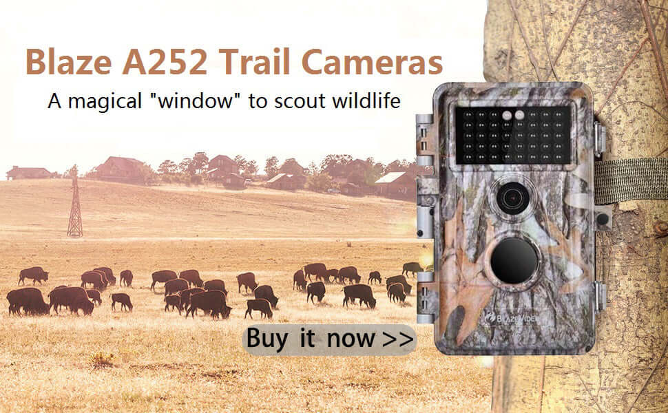 Blaze Video Screenshot