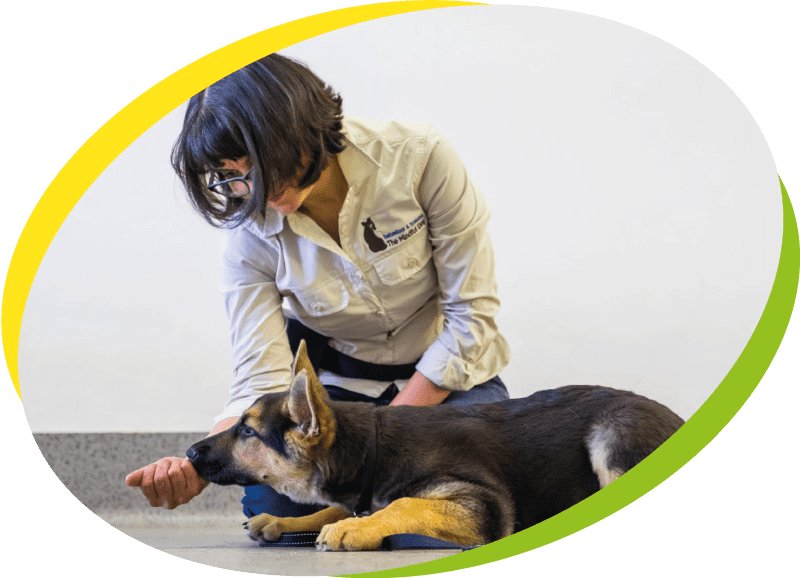 The Dog Training Spot Screenshot